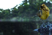 Fishing Planet Sistem Gereksinimleri (2026) Sistem Gereksinimleri