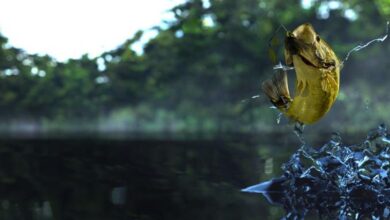 Fishing Planet Sistem Gereksinimleri (2026) Sistem Gereksinimleri