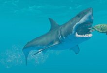 Stranded Deep Sistem Gereksinimleri (2026) Sistem Gereksinimleri