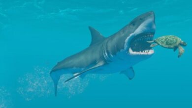 Stranded Deep Sistem Gereksinimleri (2026) Stranded Deep Sistem Gereksinimleri (2026) Sistem Gereksinimleri